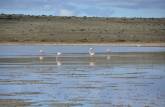 Flamingos em um lago na Terra do Fogo chilena